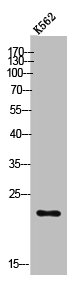 POLR3H antibody