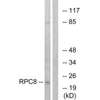 POLR3H antibody