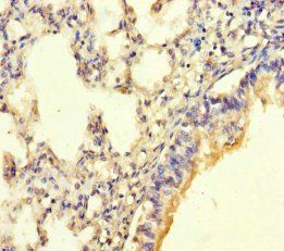 POMK Antibody