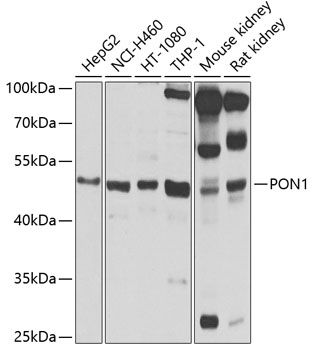 PON1 antibody