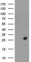 PON1 antibody