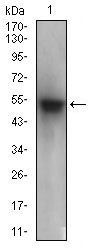 PON1 Antibody