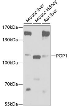 POP1 antibody