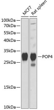 POP4 antibody