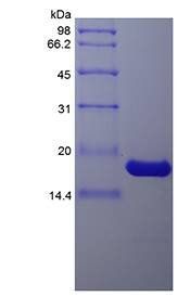 Porcine IL-1 beta protein