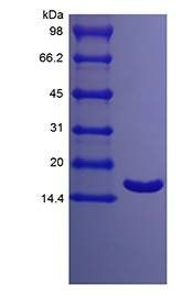 Porcine IL-1RA protein