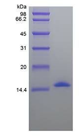 Porcine IL-2 protein