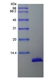 Porcine IL-8 protein