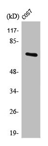 POT1 antibody