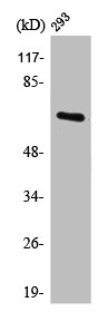 POTEG/POTEH/POTEM Antibody