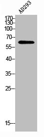 POTEH antibody