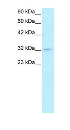 POU1F1 antibody