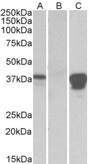 POU2AF1 antibody