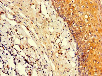 POU2F2 Antibody