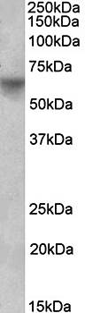 Goat anti-POU2F2 / OCT2 Antibody