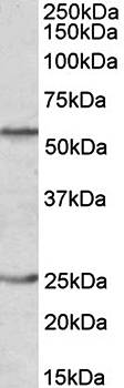 Goat anti-POU2F2 / OCT2 Antibody