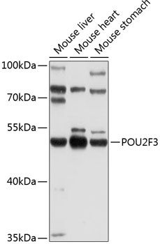 POU2F3 antibody