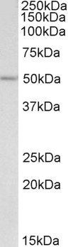 Goat anti-POU2F3 Antibody
