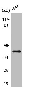 POU3F1 antibody