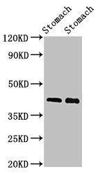 POU3F1 antibody