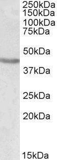 Goat anti-POU3F2 / BRN2 / OCT7 Antibody