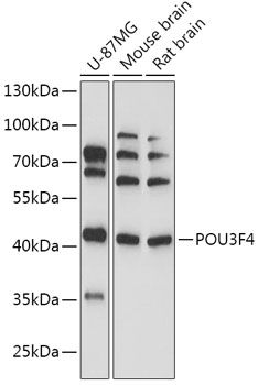 POU3F4 antibody