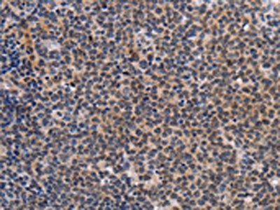 POU4F1 Antibody