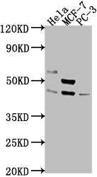 POU4F1 Antibody