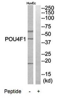 POU4F1 antibody