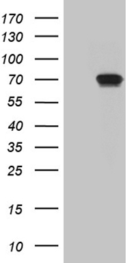 POU4F3 antibody