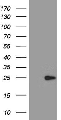 POU4F3 antibody