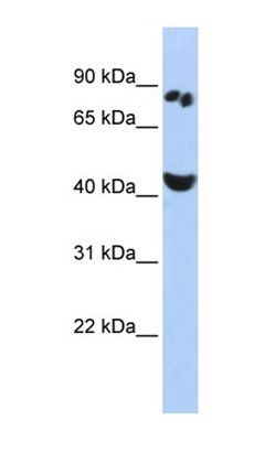 POU6F2 antibody
