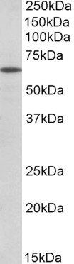 Goat anti-POU6F2 Antibody