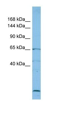 PP1045 antibody