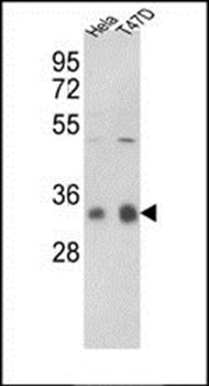 PP1C gamma antibody