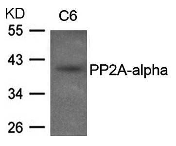 PP2A-alpha Antibody