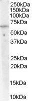 Goat anti-PP2A / PPP2R1A Antibody