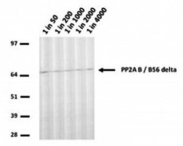 PP2A-B56 delta Monoclonal Antibody [H5-D12]