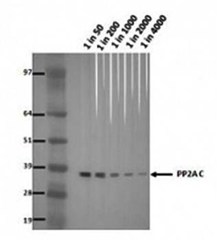 PP2A C-terminal Monoclonal Antibody [7A6]