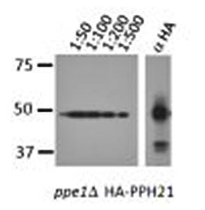 PP2A C antibody