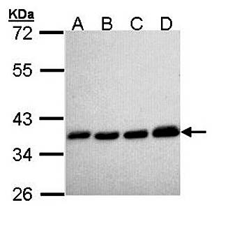 PPA1 antibody