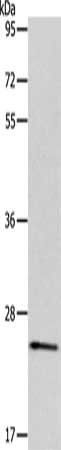 PPAP2C Antibody