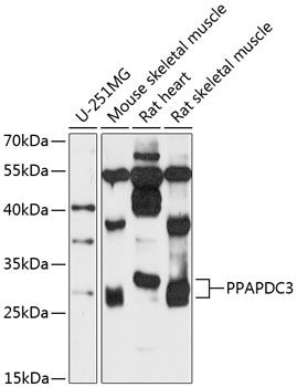 PPAPDC3 antibody