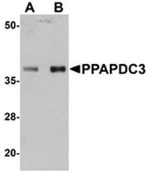 PPAPDC3 Antibody