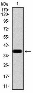 PPARA Antibody