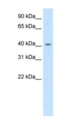 PPARD antibody