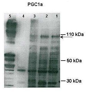 Ppargc1a antibody