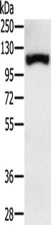 PPARGC1A antibody