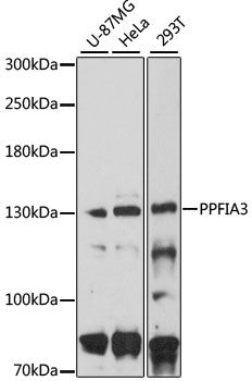 PPFIA3 antibody