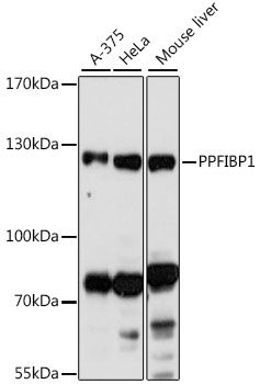 PPFIBP1 antibody